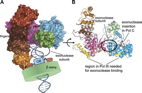 dna polymerase catalytic.